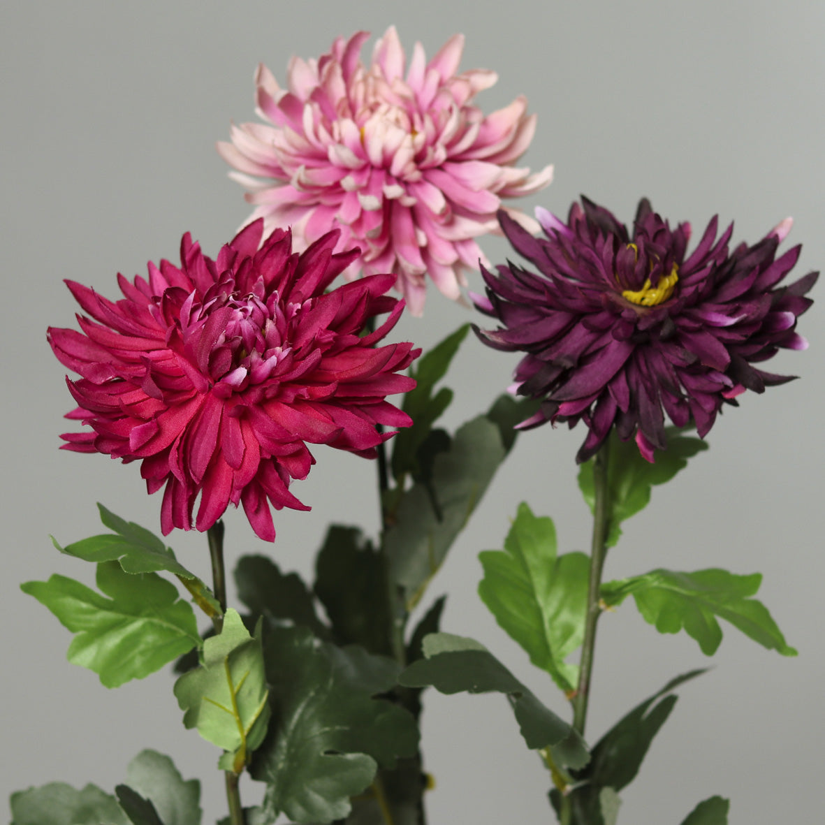 Chrysantheme 3 Farben