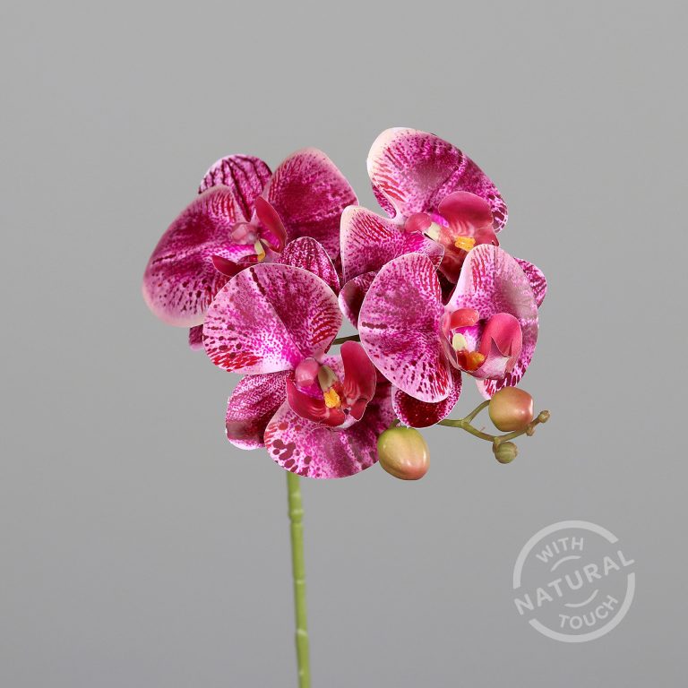 Phalaenopsis Orchidee Violett
