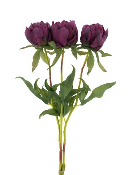 Pfingstrosen-Bundle „Marlie“ Aubergine